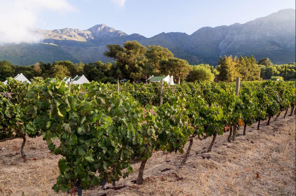 Horizontal photo of a vineyard in Franschhoek in Winelands, Western Cape, close to Cape Town, South Africa, at sunrise. Vines in the foreground, houses and mountains in the background. Wide angle