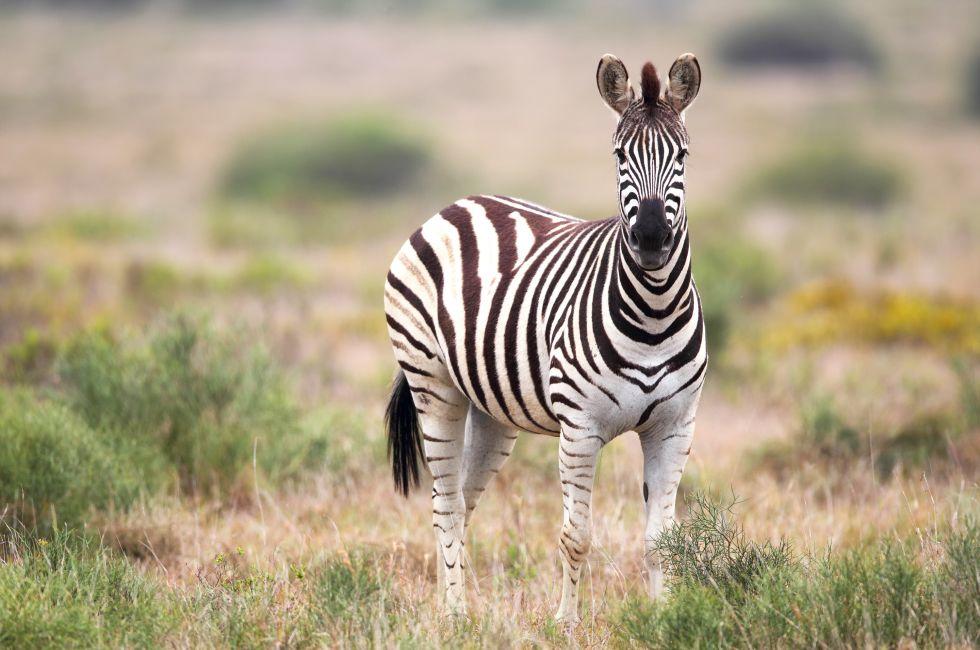Curious Plains Zebra (Equus quagga) looking in the camera in the Amakhala Game Reserve, Eastern Cape, South Africa.