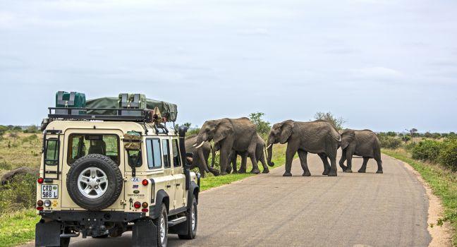 KRUGER NATIONAL PARK, SOUTH AFRICA NOV 9: Visitors in a land-rover on Safari in Africa are watching a herd of wild elephants crossing a road. November 9, 2013, Kruger National Park, South Africa