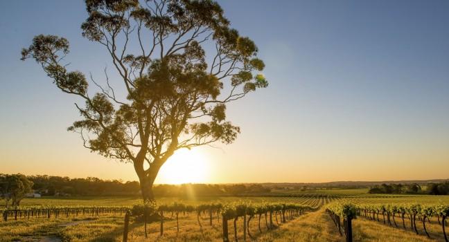 Beautiful sunset over Barossa Valley, South Australia