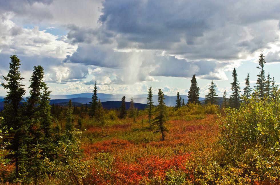 View in fall from the Summit Trail north of Fairbanks.