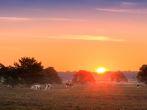 Beautiful sunrise in National park 'De Hoge Veluwe' in the Netherlands with grazing cows.
