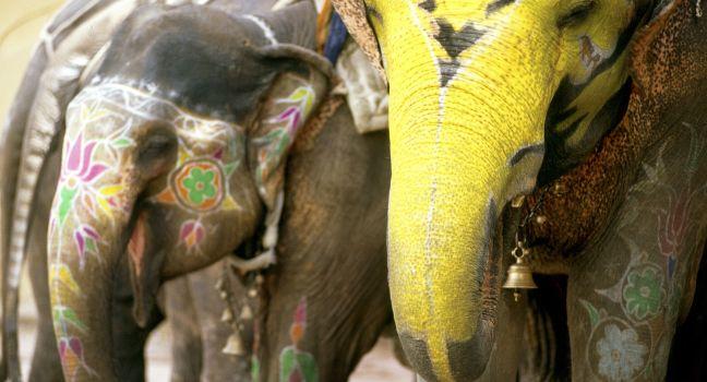 Shuttling on Elephants to Amber Fort, Jaipur, Rajasthan, India