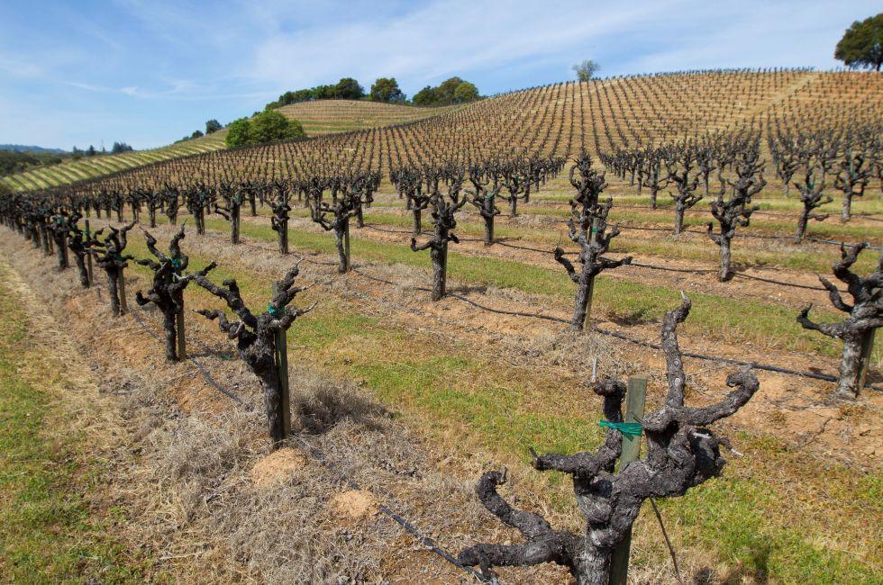 Rows and rows of dormant Zinfandel vines in Geyserville, California, in Sonoma County