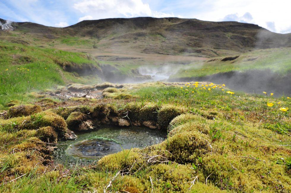 Hot spring area with yellow flowers, reykjavik, Iceland.