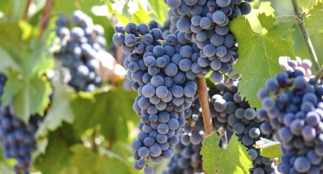 Grapes on the Vine; Shutterstock ID 107539832; Project/Title: In Focus Napa and Sonoma ebook