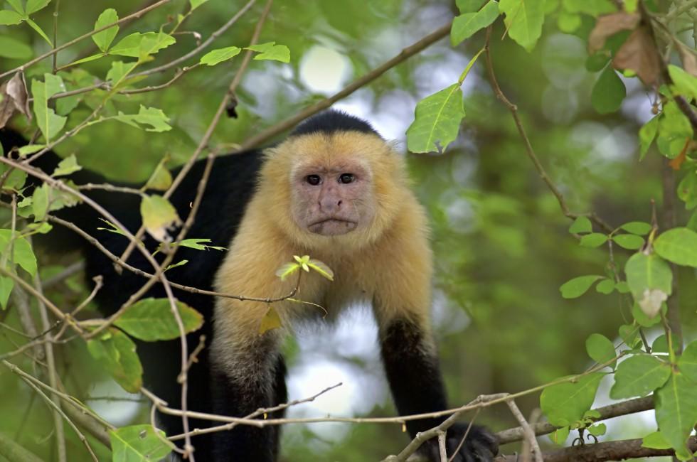 White faced Capuchin sitting in a tree, Guanacaste.