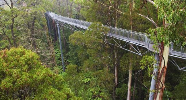 The steel walkway Otway Fly in the Rainforest up to 30 meters above ground level,Great Ocean Road, Australia