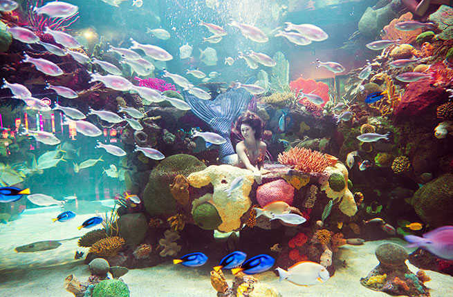 Image result for THE AQUARIUM AT THE SILVERTON