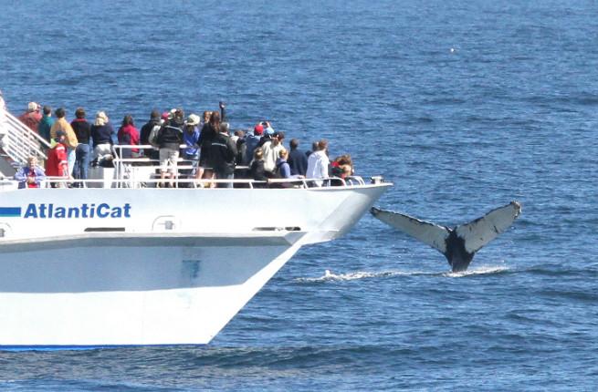 Top 5 Whale-Watching Spots in New England and Atlantic Canada – Fodors
