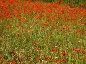 poppies.jpg