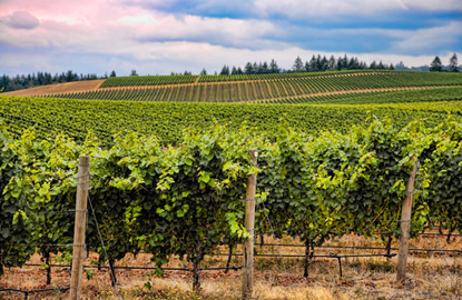 bordeaux-vineyards.jpg