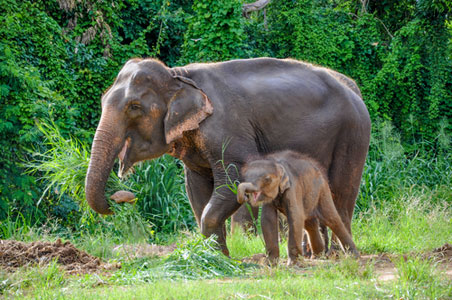 thai-elephants.jpg