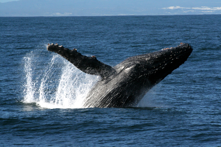whale-watching-hermanus-south-africa.jpg