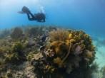 Scuba Diver over Coral Reef.