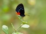 Atala Butterfly - Eumaeus atala, Long Key Natural Area &amp; Nature Center, Davie, Florida USA.