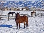 December in Bozeman, Montana - wintry scenic with three horses standing in a snow-covered pasture with dramatic mountains in background.