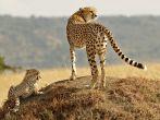 African Cheetahs (Acinonyx jubatus) on the Masai Mara National Reserve safari in southwestern Kenya.