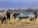 safari game drive with the elephants, masai mara  reserve in kenya, Africa; 
