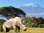 Rhino in front of Kilimanjaro mountain - Amboseli national park Kenya