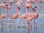 Lesser flamingos congregate by the thousands in the shallow alkaline waters of lake Nakuru in Lake Nakuru National Park, Kenya.