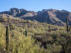 Landscape view of cacti and mountains in Arizona's Catalina State Park.
