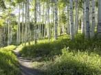 A beautiful summer hiking trail through Aspen Tree grove on Vail Colorado ski resort mountain; Shutterstock ID 164406038; Project/Title: Photo Database Top 200; Downloader: Jesse Strauss