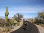 Biker on Cactus Forest Drive, Saguaro National Park, Arizona