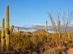Arizona's Saguaro National Park; Shutterstock ID 141998179; Project/Title: Arizona; Downloader: Fodor's Travel