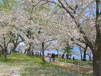 Japanese Cherry Tree Blossoms in bloom at Tidal Basin in Washington D.C.