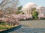 Jefferson Memorial and the Tidal Basin during the National Cherry Blossom Festival; Shutterstock ID 69195697; Project/Title: Fodors; Downloader: Melanie Marin
