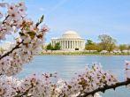 Cherry trees bloom along the Tidal Basin near the Jefferson Memorial in Washington DC.