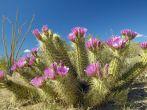 Hedgehog Cactus blooming in Organ Pipe Cactus National Monument, AZ near Mexico-USA border.