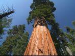 Sequoia sempervirens, the genus in the cypress family Cupressaceae. Sequoia national park. California. USA.