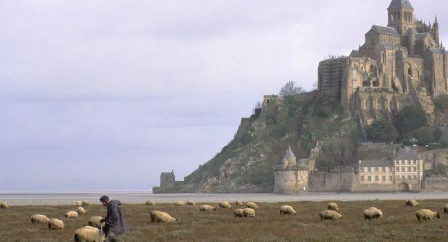 A solitary shepherd's cane is his biggest ally out on the marshes beneath the 13th century island abbey, where deadly quicksand and racing tides can be vocational hazards, Mont St. Michel, France