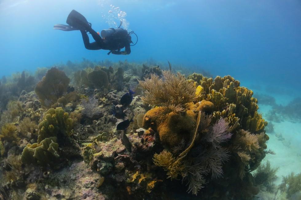 Scuba Diver over Coral Reef.