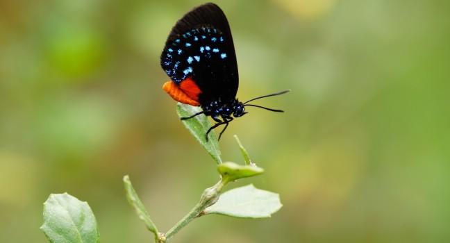 Atala Butterfly - Eumaeus atala, Long Key Natural Area &amp; Nature Center, Davie, Florida USA.