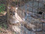 Big Cat Rescue