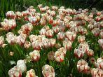 Red and White Tulip (tulipa clusiana; tinka variety)