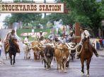 Fort Worth Stockyards, Cattle Drive, Fort Worth Stockyards, TX longhorns Fort Worth, Texas