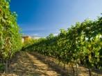 Vineyard rows in Piemonte, Italy 