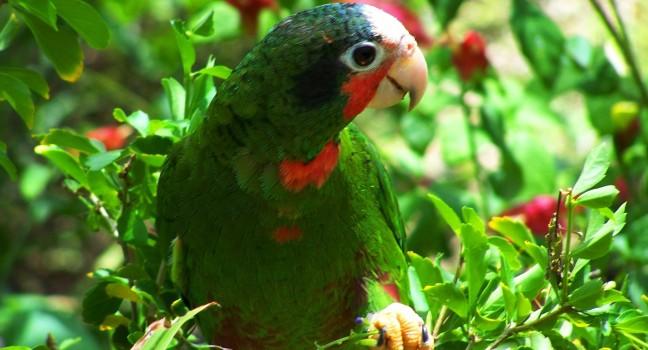 Parrot, Parrot Preserve, Cayman Islands, Caribbean