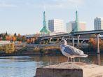 seagull sits at the Portland Oregon waterfront in front of Portland convention center glass towers