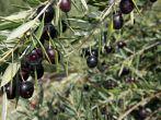 Black Olive trees with ripening fruit in California; 