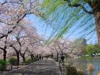 japanese sakura public park.