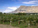 View of Book Cliff Mesas from Palisades Colorado vineyard at grape harvest; Shutterstock ID 154615616; Project/Title: Colorado ebook