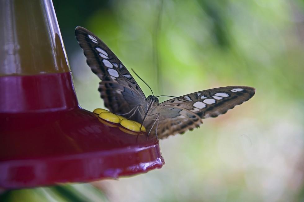 A black and white butterfly rests on a hummingbird feeder while it drinks up some of the sweetened water in the feeder butterfly farm on st. martin in the caribbean.