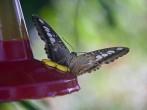 A black and white butterfly rests on a hummingbird feeder while it drinks up some of the sweetened water in the feeder butterfly farm on st. martin in the caribbean.