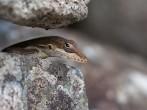 Anolis Gingivinus Looking from Stone Wall, Loterie Farm.