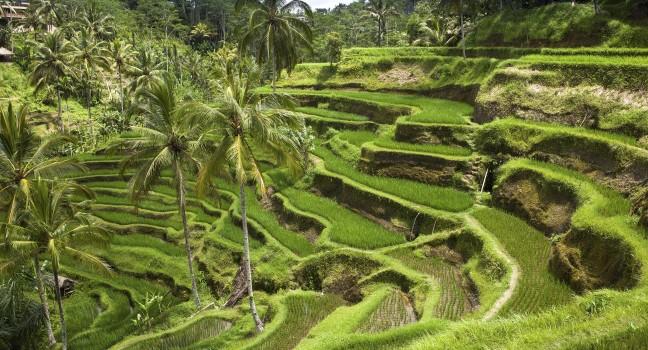 Green rice fields on Bali island.